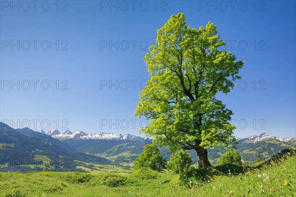 Freestanding sycamore maple in mountain spring