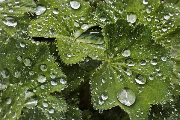 Water drops on leaves of Lady's mantle (Alchemilla)