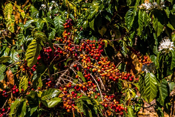 Coffee bushes with fruits and flowers