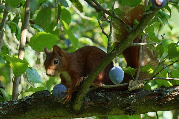 Squirrels in the peacock tree