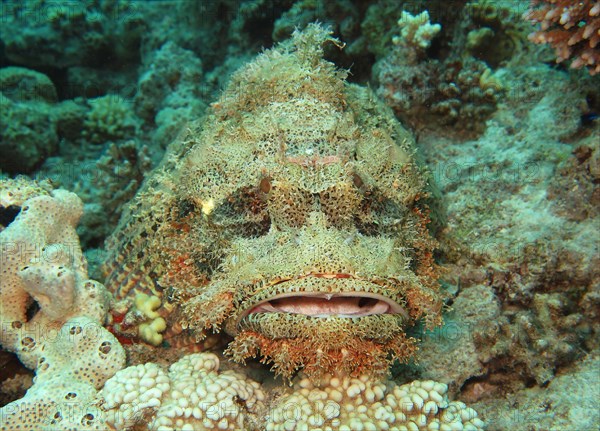 Tassled Scorpionfish (Scorpaenopsis oxycephala)