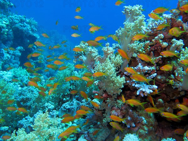 Sea goldie (Pseudanthias squamipinnis)