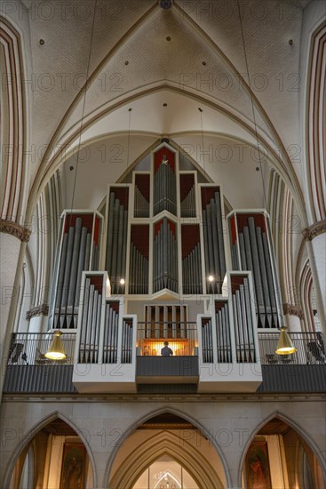 Main organ