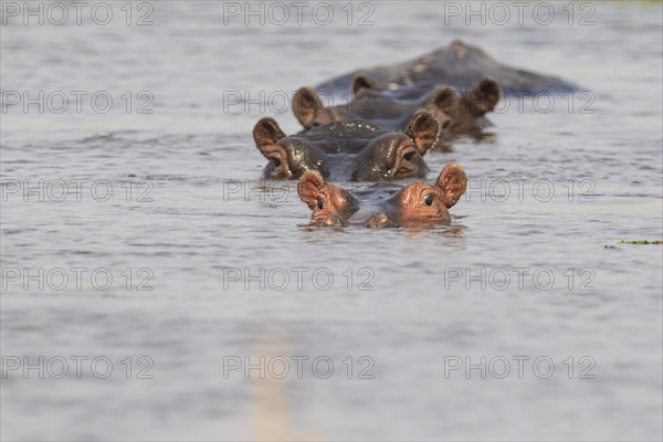 4 (Hippopotamus amphibius) Hippos