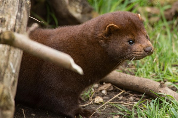 American mink (Neovison vison)