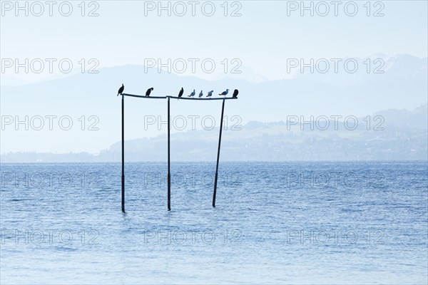 View from Arbon over Lake Constance