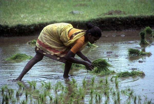 Rice paddy seedlings transplanting the field