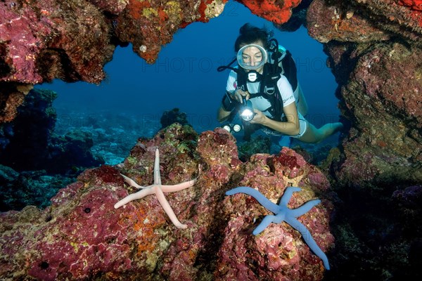 Diver looking at blue Linckia (Linckia laevigata)