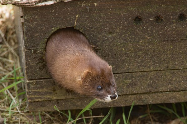 European mink (Mustela lutreola)