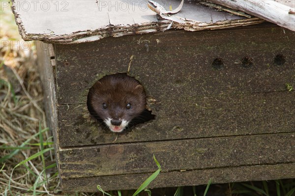 European mink (Mustela lutreola)