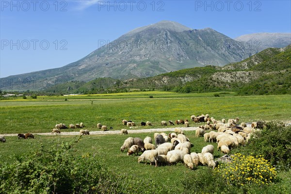 Sheep and landscape near Tepelena