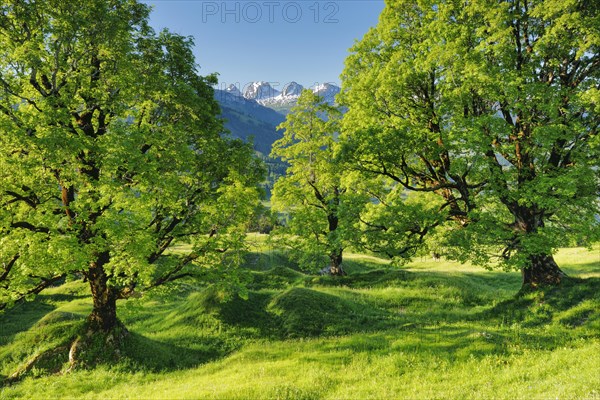 Sycamore maple grove in mountain spring with snow-capped Churfirsten peaks in the background