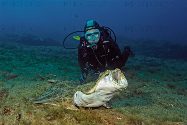 Diver looking at monkfish (Squatina squatina)