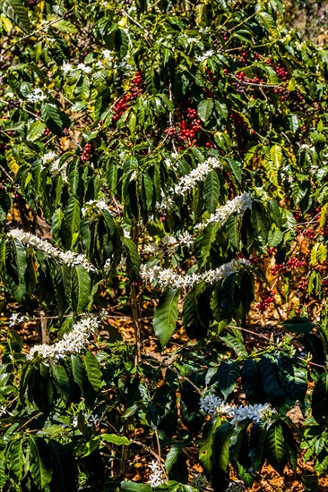 Coffee bushes with fruits and flowers