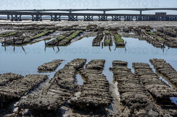 Oyster beds and Oleron bridge