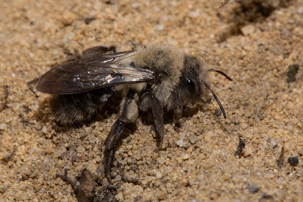 Grey-backed Mining-bee (Andrena vaga)