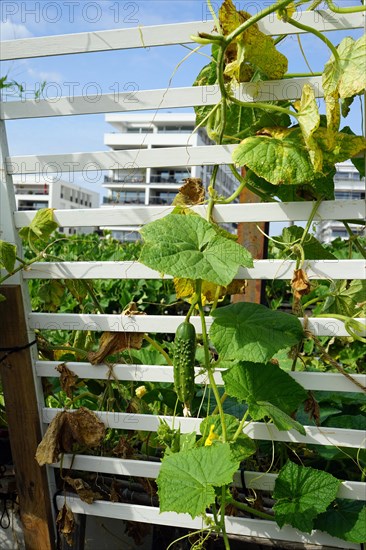 Snake cucumber (Cucumis sativus)