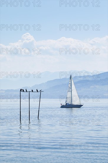 View from Arbon over blue shimmering Lake Constance with sailing boat in sunny weather and blue sky in summer
