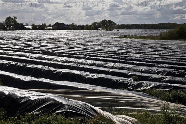 Asparagus fields covered with black plastic for early ripening