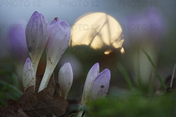 Autumn crocus (Colchicum autumnale)