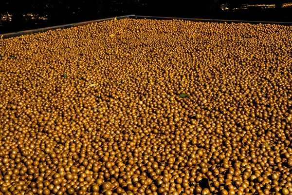 Dried nut fruits of the macadamia tree