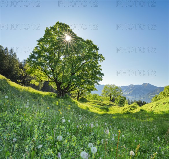 Sun shining through sycamore maple forming sun star