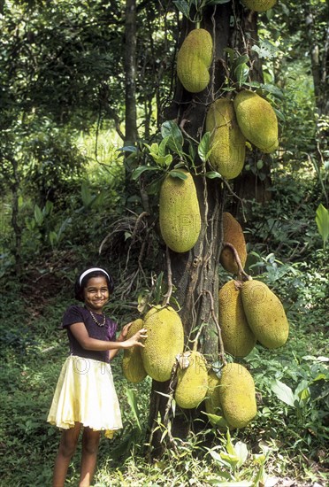 Jackfruit Tree (Artocarpus heterophyllus) at Mukkali near silent valley