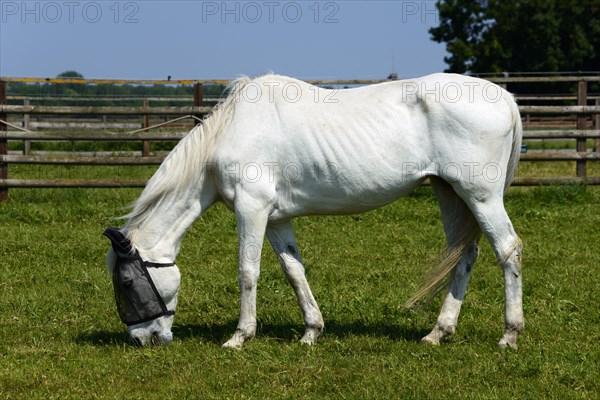 Horse with fly mask