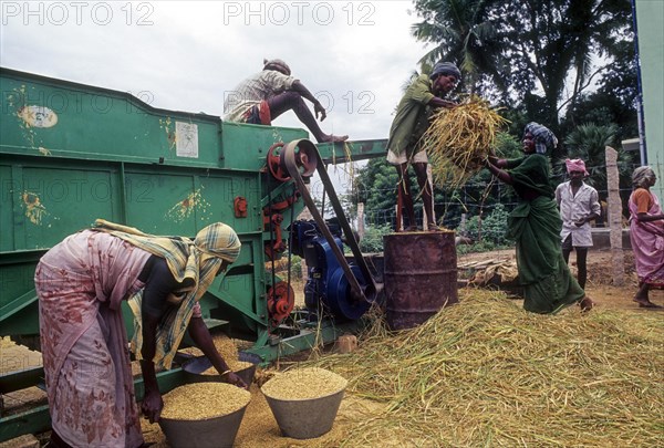 Threshing rice