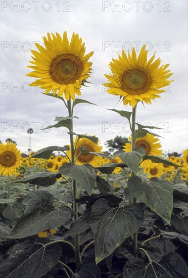 Yellow and golden oil seed flower