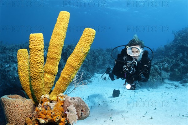 Diver looking at yellow green candle sponge (Aplysina fistularis)