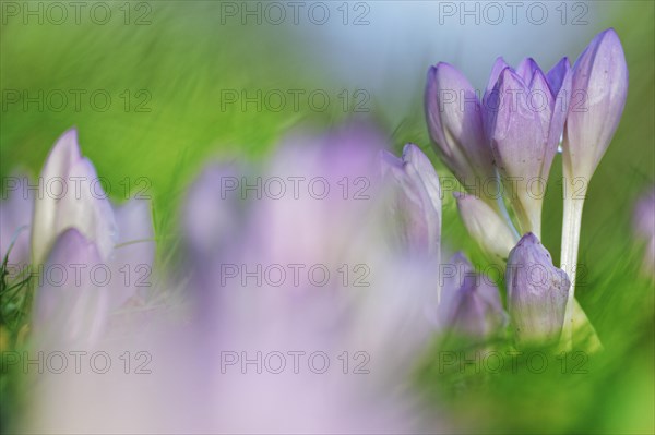 Autumn crocus (Colchicum autumnale)