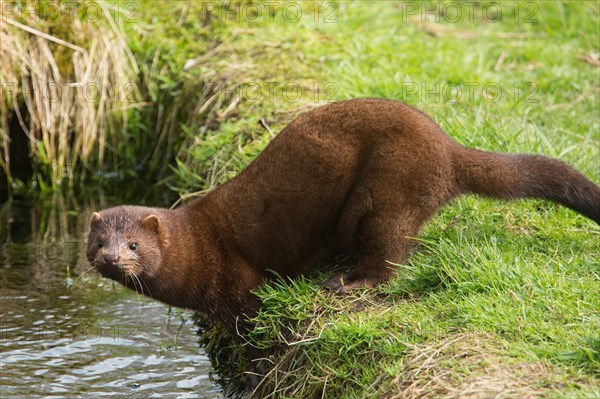 American mink (Neovison vison)