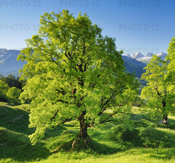 Sycamore maple grove in mountain spring with snow-capped Churfirsten peaks in the background