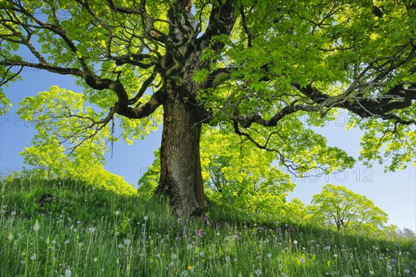 Sycamore maple grove in mountain spring near Ennetbuehl in Toggenburg