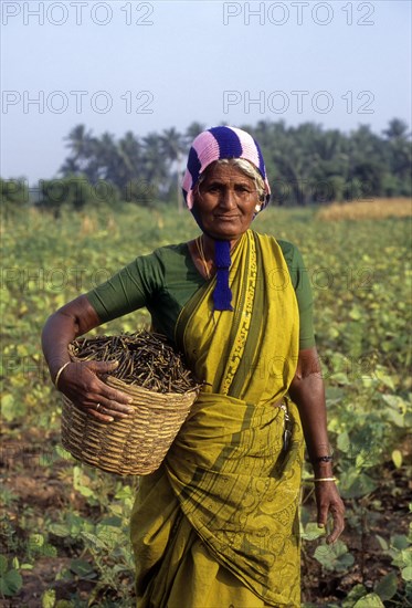 Old lady holding harvested green gram (Vigna radiata) a basket linn