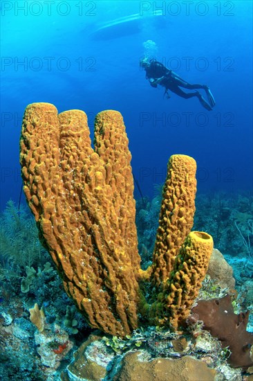 Yellow green candle sponge (Aplysina fistularis)