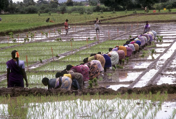 Rice paddy seedlings transplanting the field