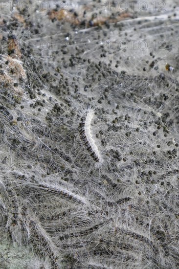 Oak Processionary Moth (Thaumetopoea processionea) caterpillars