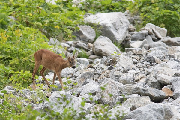 European roe deer (Capreolus capreolus) crossing scree field on mountain slope