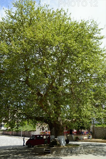 Plane tree at the village square