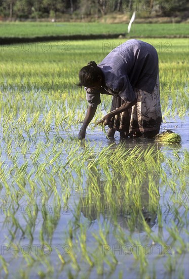 Rice paddy seedlings transplanting the field