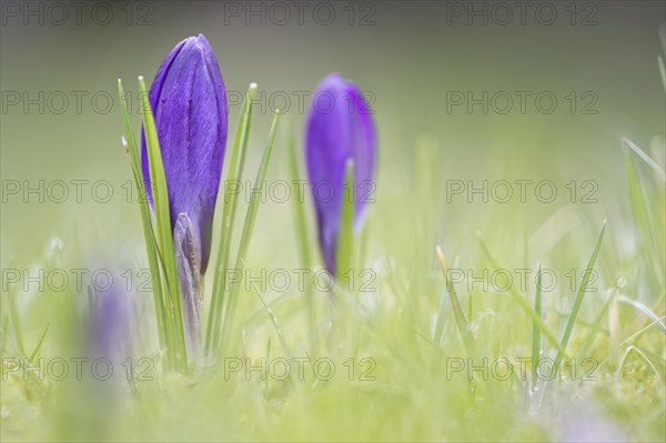 Woodland crocus (Crocus tommasinianus)