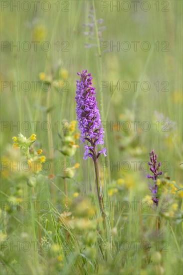 Fragrant orchid (Gymnadenia conopsea)