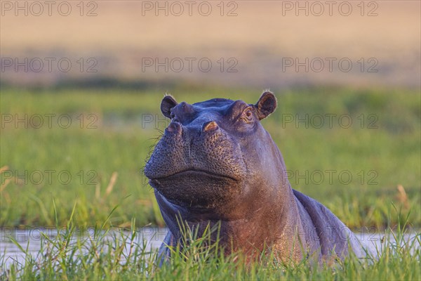 Hippo (Hippopotamus amphibius)