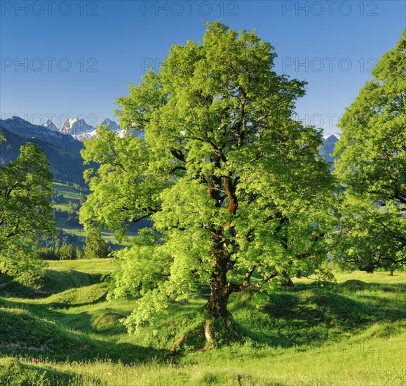 Sycamore maple in front of snow-capped Churfirsten peaks in mountain spring near Ennetbuehl in Toggenburg