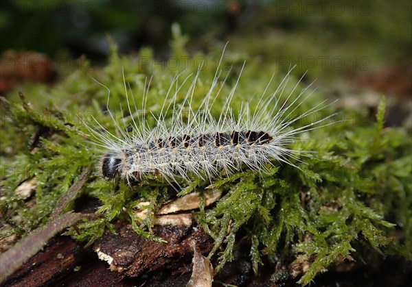 Caterpillar of the Oak Processionary Moth (Thaumetopoea processionea)