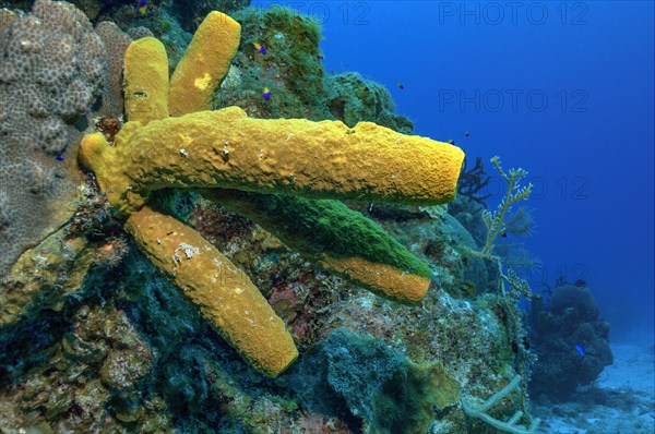 Yellow green candle sponge (Aplysina fistularis)