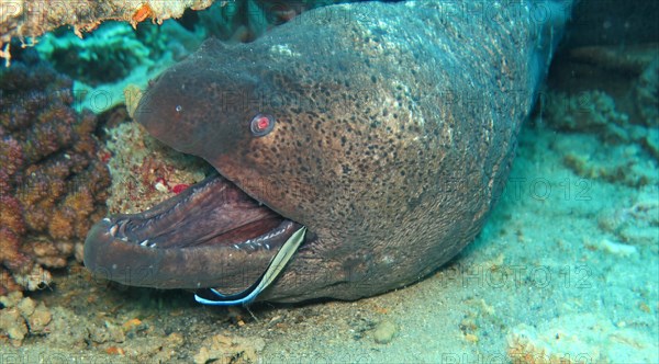 Giant Moray (Gymnothorax javanicus) moray