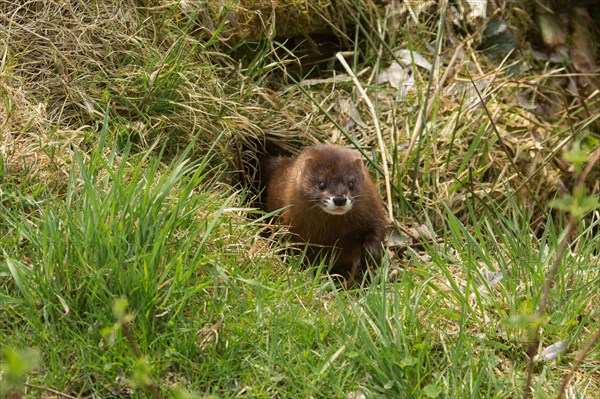 European mink (Mustela lutreola)